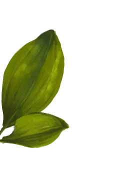 leaf